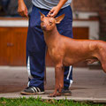 CUZCO