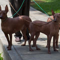 RAWA, Farra, Sinchi