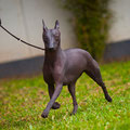 Estrella