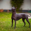 Estrella