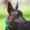 Estrella